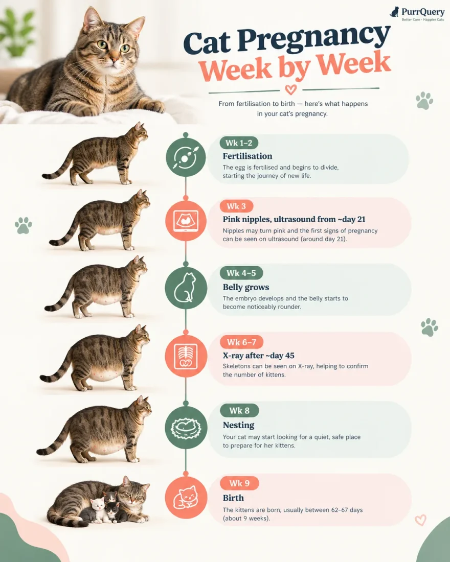 Week-by-week cat pregnancy timeline from fertilization to birth at about 9 weeks, showing pink nipples and ultrasound around day 21 and X-ray after about day 45