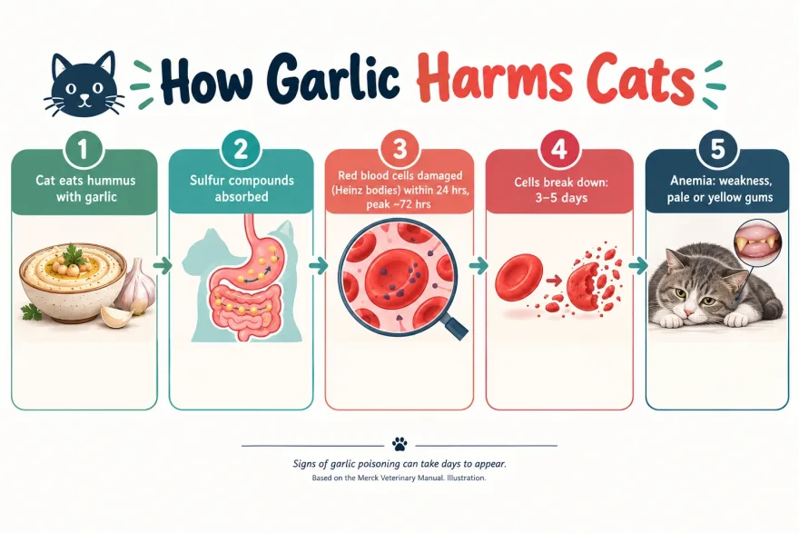 Diagram of how garlic in hummus harms cats: sulfur compounds are absorbed, red blood cells are damaged within 24 hours and peak at about 72 hours, cells break down in 3 to 5 days, and anemia follows