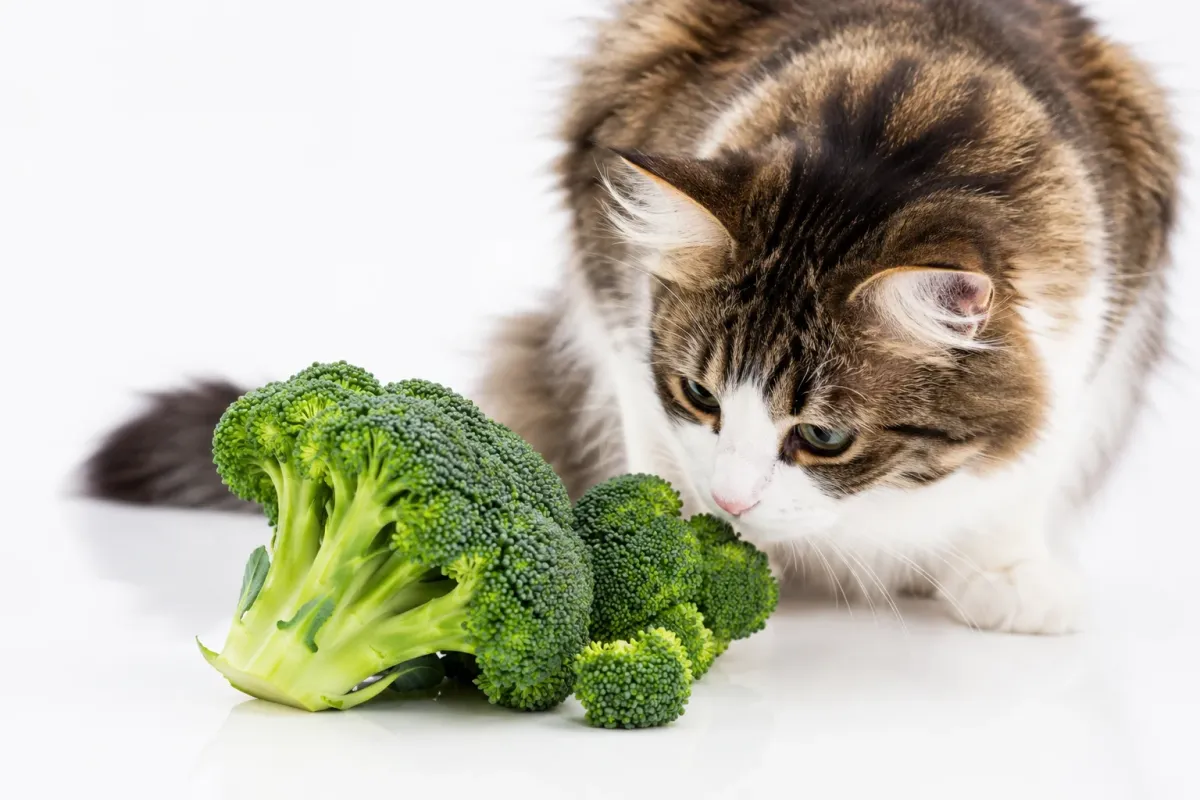 Fluffy cat sniffing fresh broccoli florets